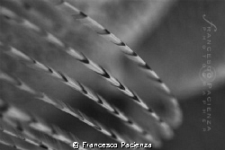 [:b:]Flames[:/b:]
Natural ambient light. by Francesco Pacienza 